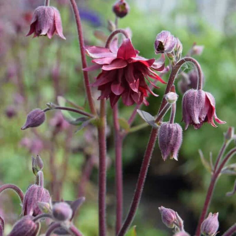 Aquilegia vulgaris var. stellata 'Ruby Port' (d) ---